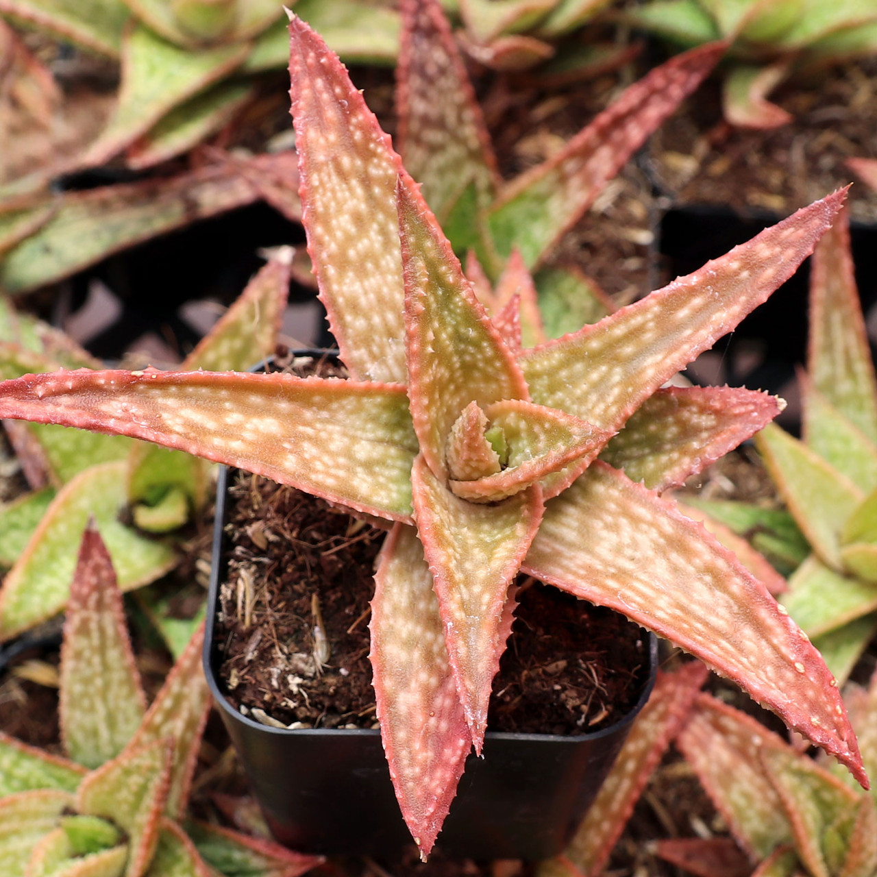 Gasteraloe 'Green Gold' - Mountain Crest Gardens