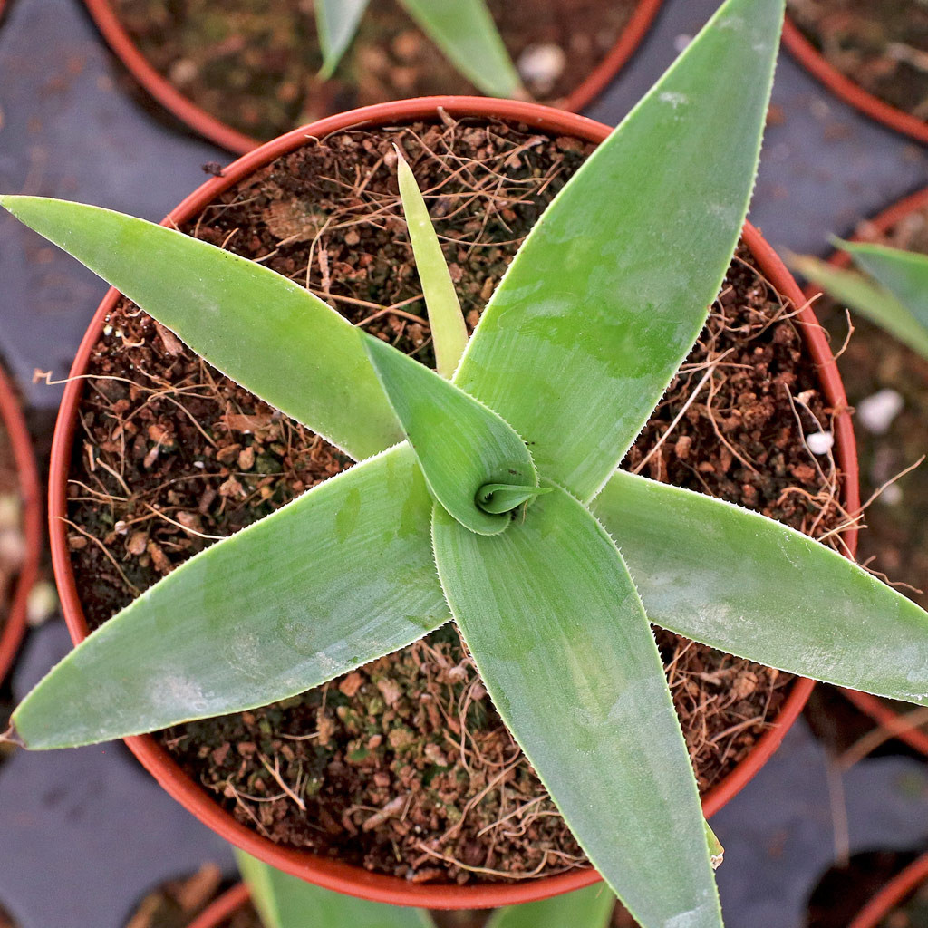 Agave 'Blue Flame' [large] [bare root]