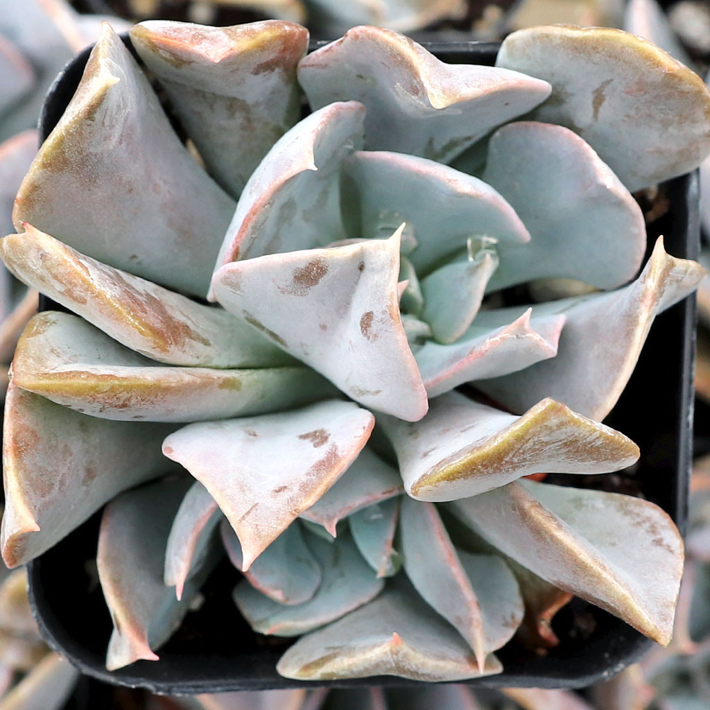 Echeveria 'Swan Lake' | Mountain Crest Gardens™