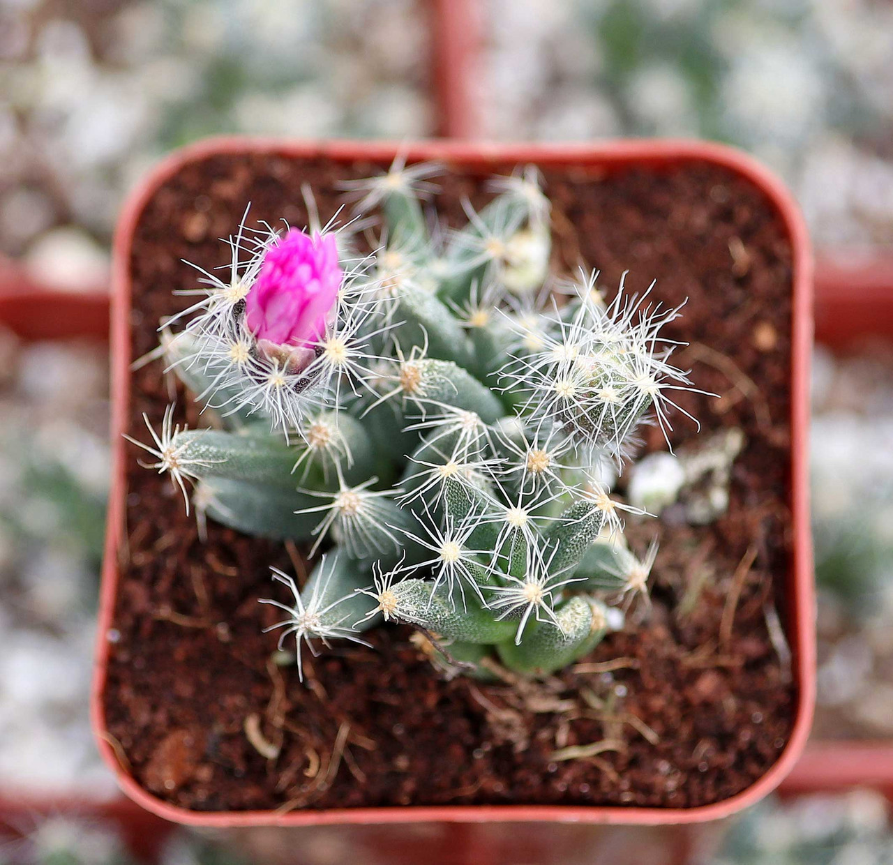 Trichodiadema densum - Mini Desert Rose [small]