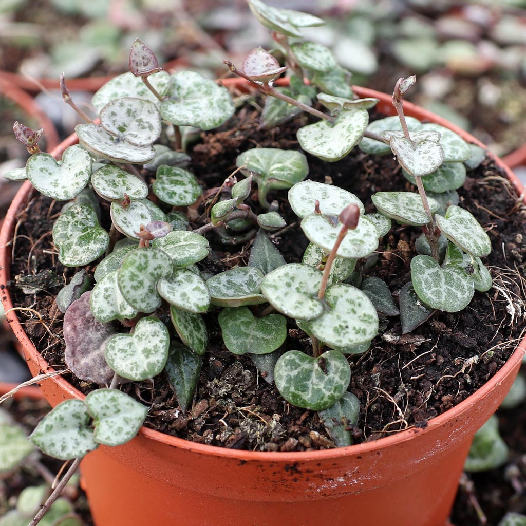 Ceropegia woodii - String of Hearts [large] | MCG™