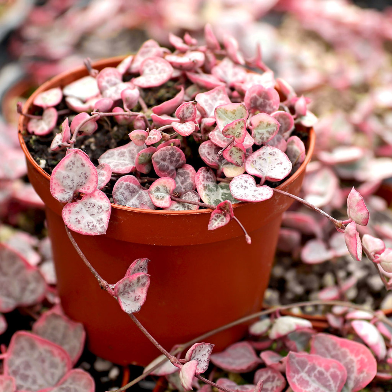 Ceropegia woodii Variegated String of Hearts [large]