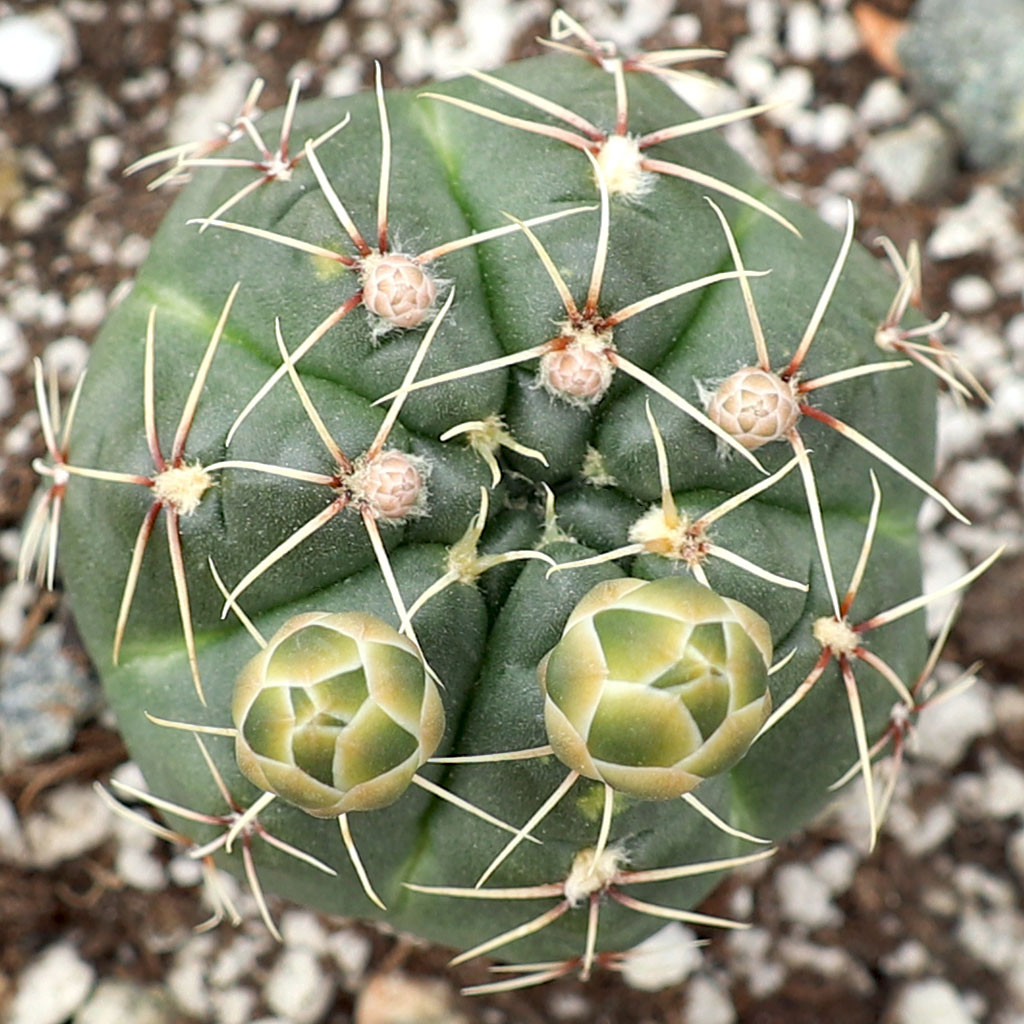 08 綴化　緋花玉　鉢付　Gymnocalycium baldianum 08 綴化 緋花玉 鉢付 Gymnocalycium baldianum