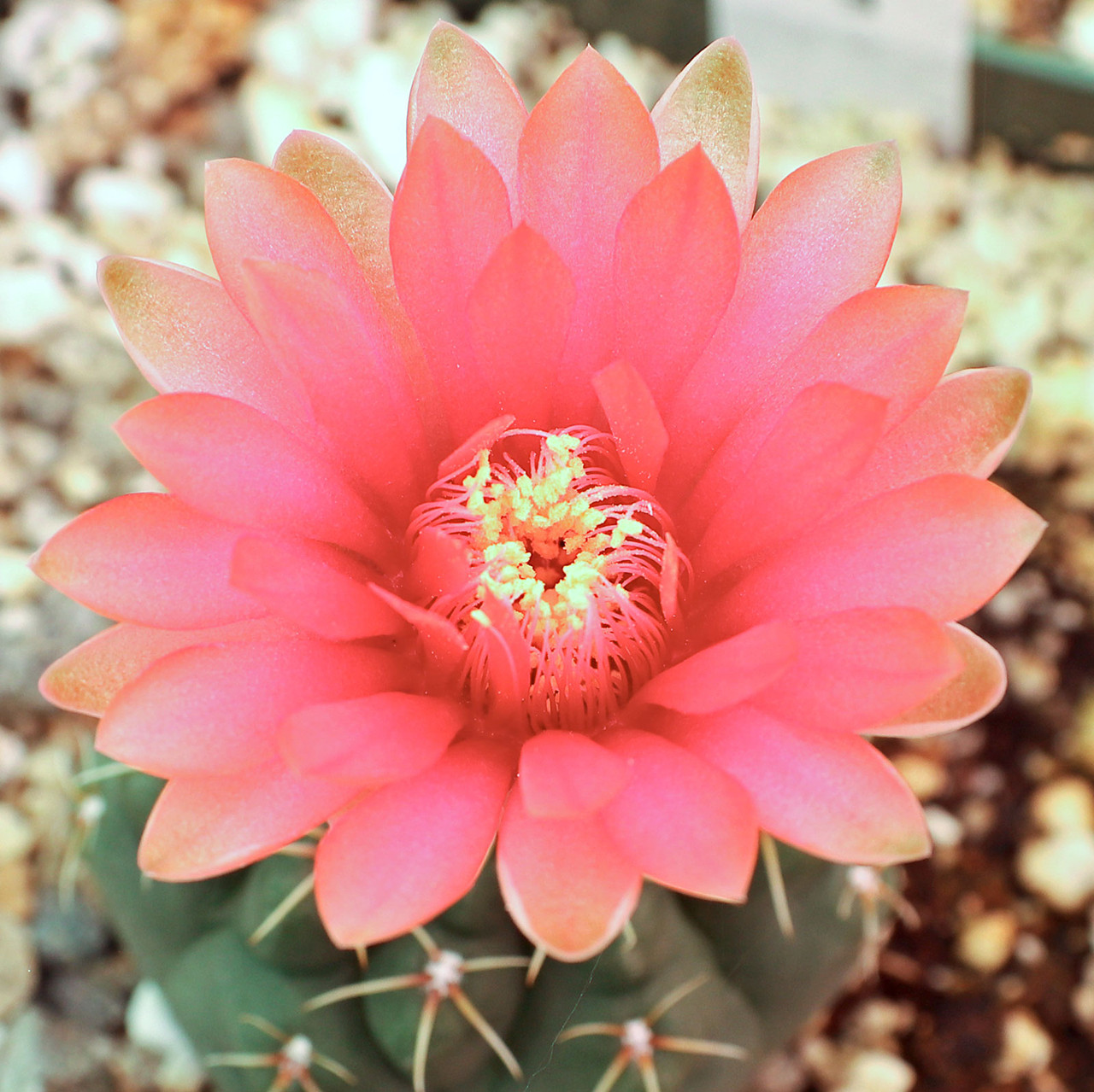 Gymnocalycium baldianum [large] - Mountain Crest Gardens