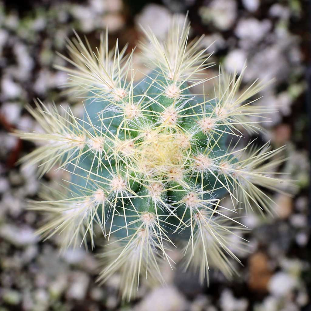 Pilosocereus pachycladus - Blue Torch Cactus [large] | MCG