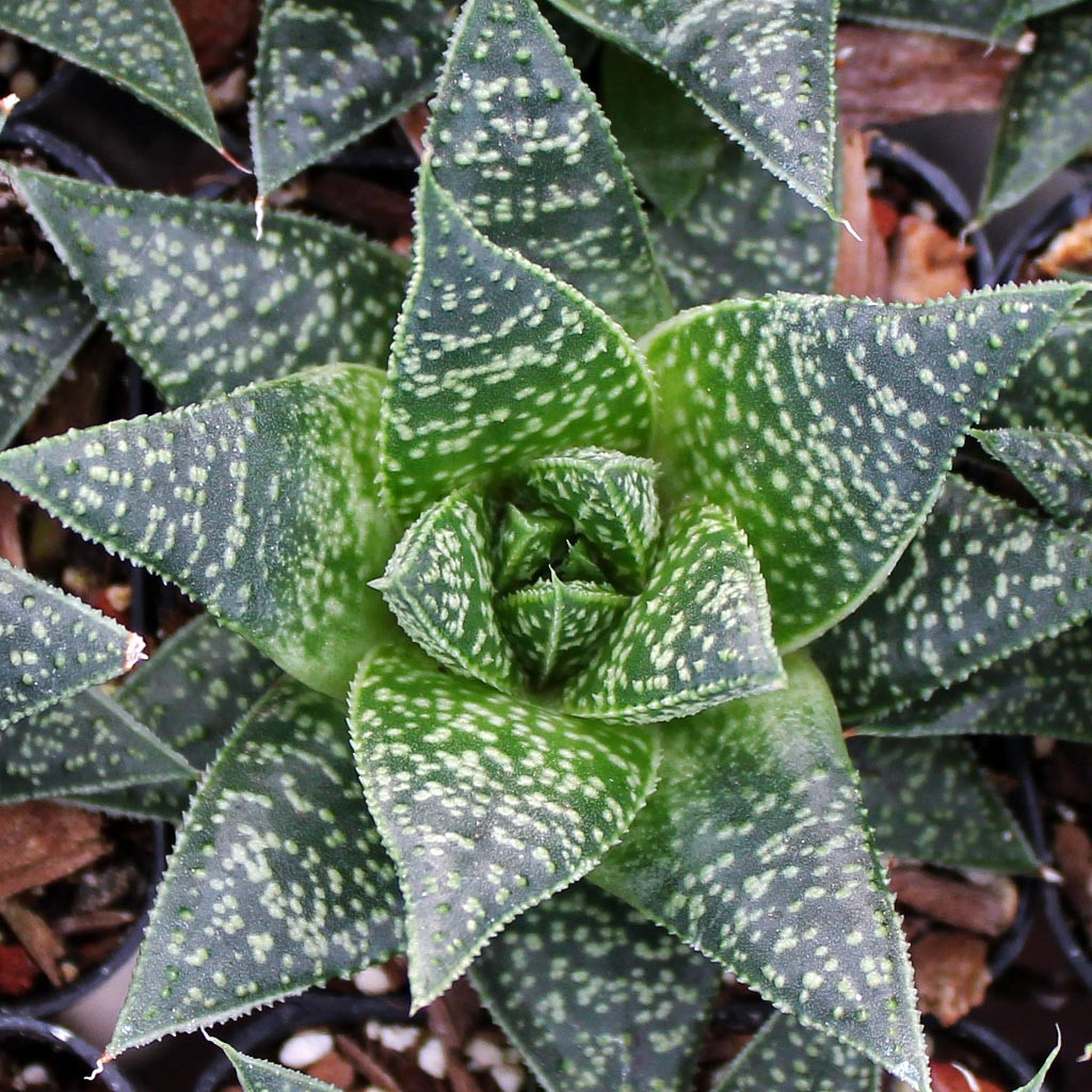 aloe beauty Beauty by Earth Aloe Vera Gel main image 0
