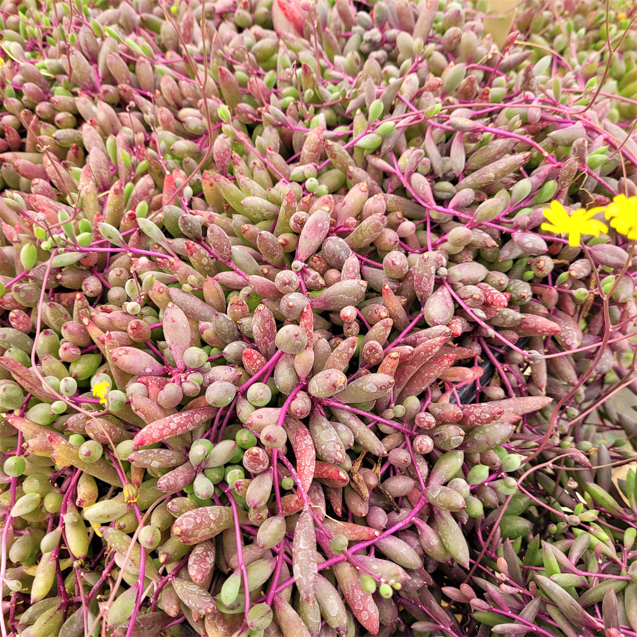 Othonna capensis Ruby necklace [] 15cm Succulents - xplant