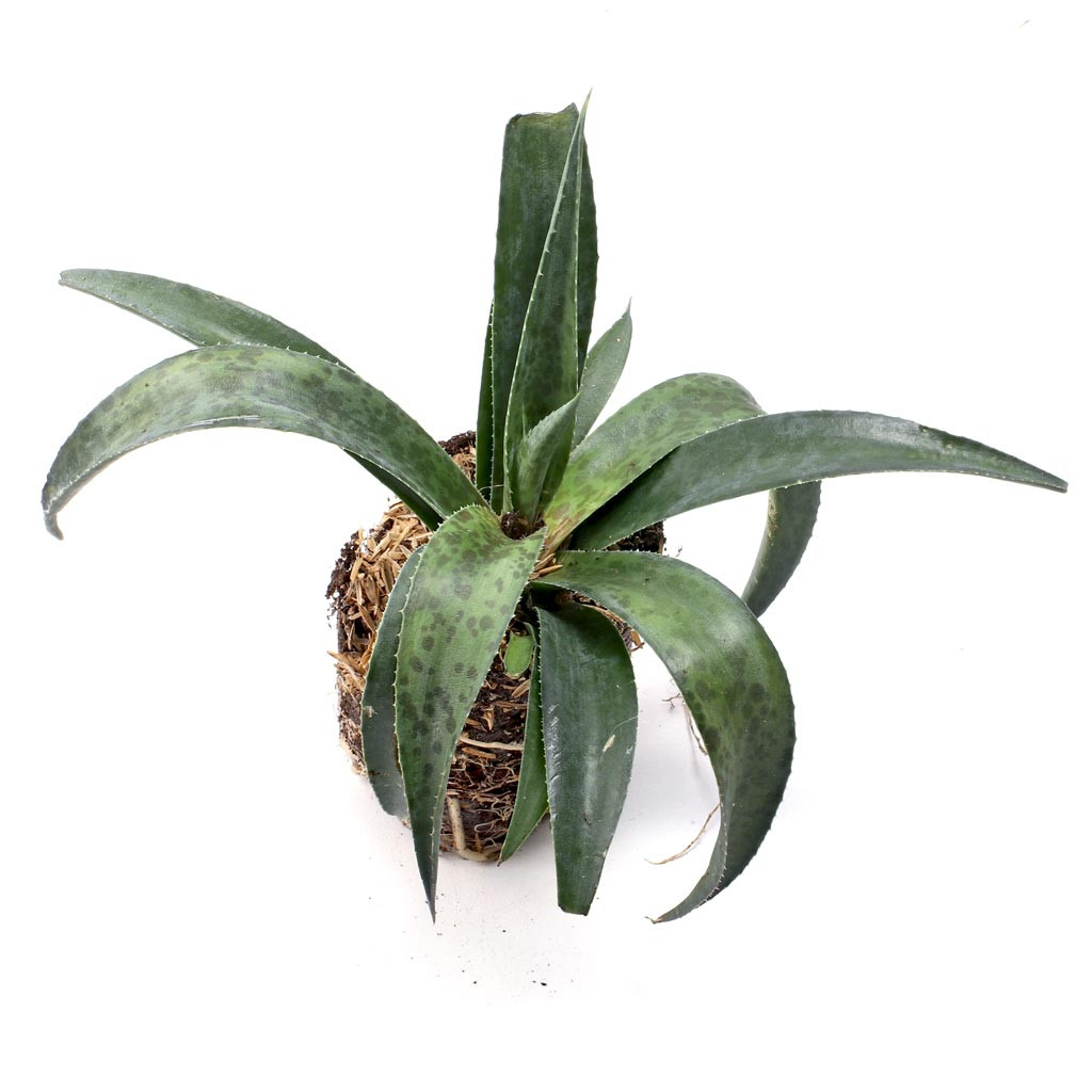 Mangave Pineapple Express Large Plug Mountain Crest Gardens