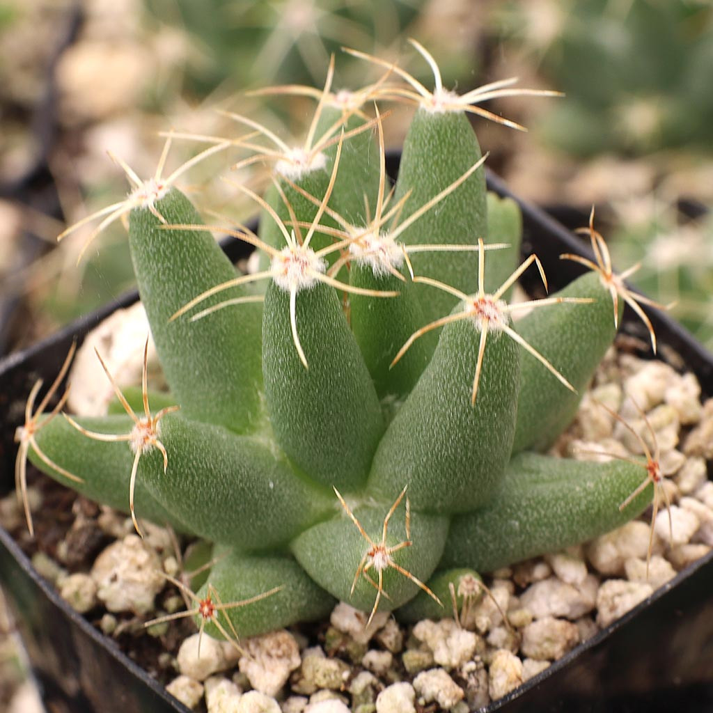 Mammillaria longimamma