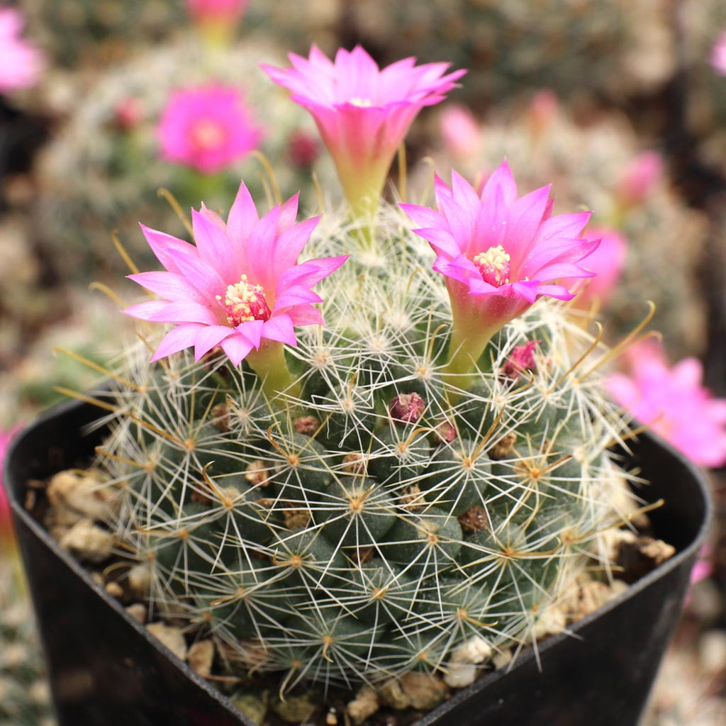 Mammillaria crinita