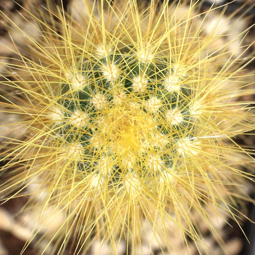 Pilosocereus lanuginosus ssp. tillianus