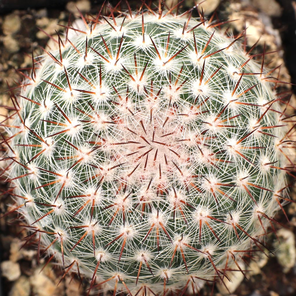 Mammillaria rhodantha ssp. mccartenii - Mountain Crest Gardens