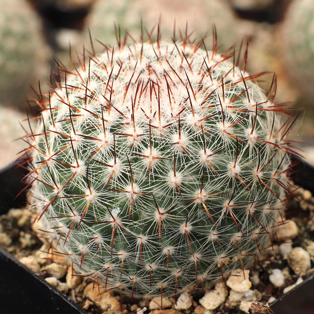 Mammillaria rhodantha ssp. mccartenii