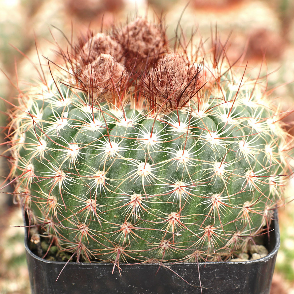 Parodia Concinna Sun Cup Mountain Crest Gardens邃