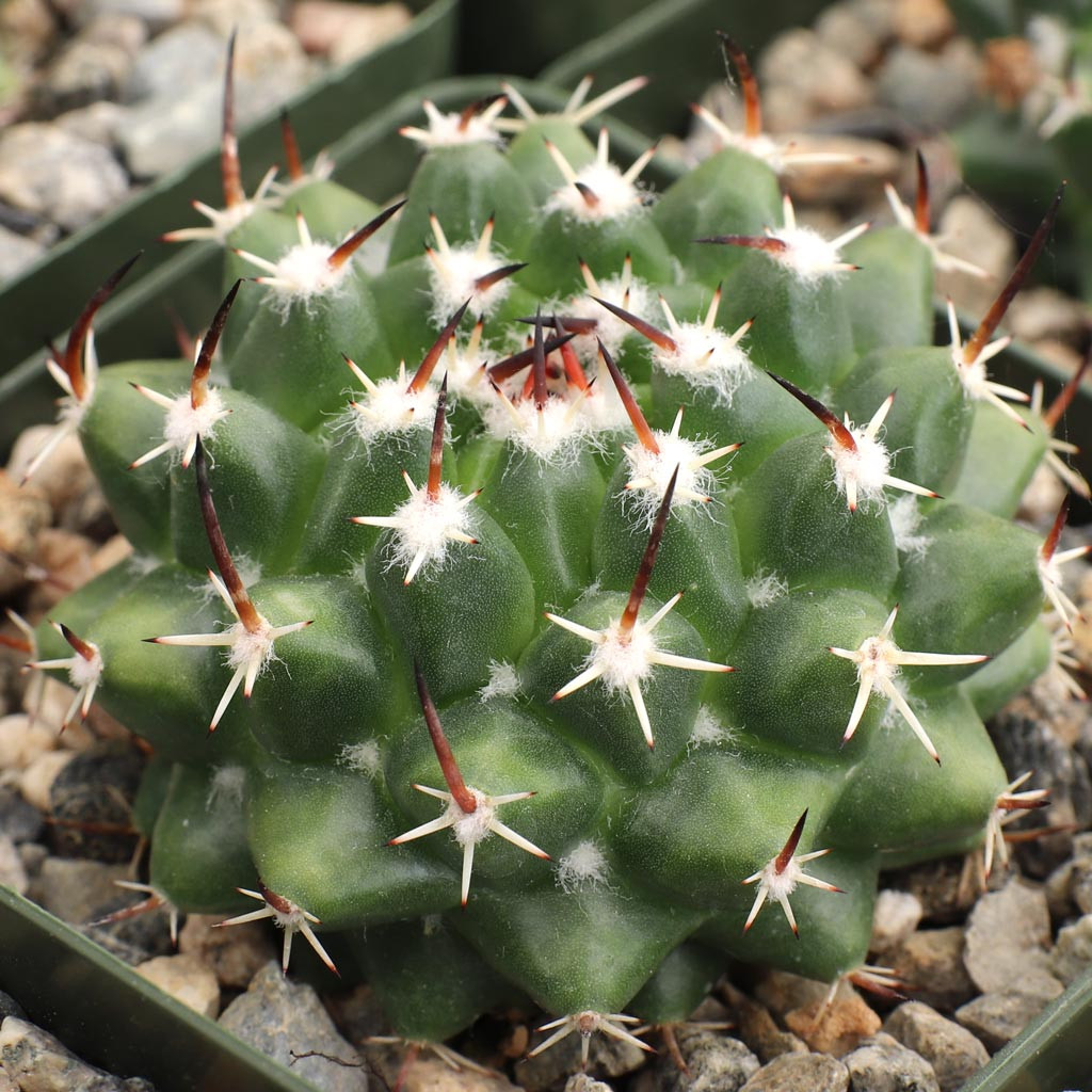 Mammillaria magnimamma