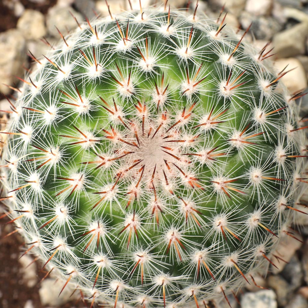 Mammillaria rhodantha ssp. mccartenii [large] [bare root] - Mountain Crest  Gardens