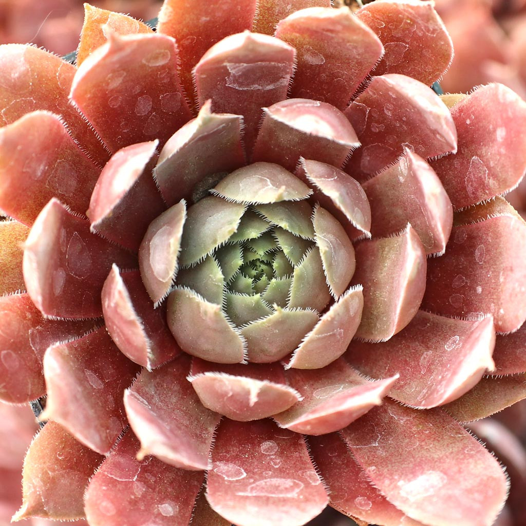 Sempervivum 'Pacific Jordan' - Mountain Crest Gardens