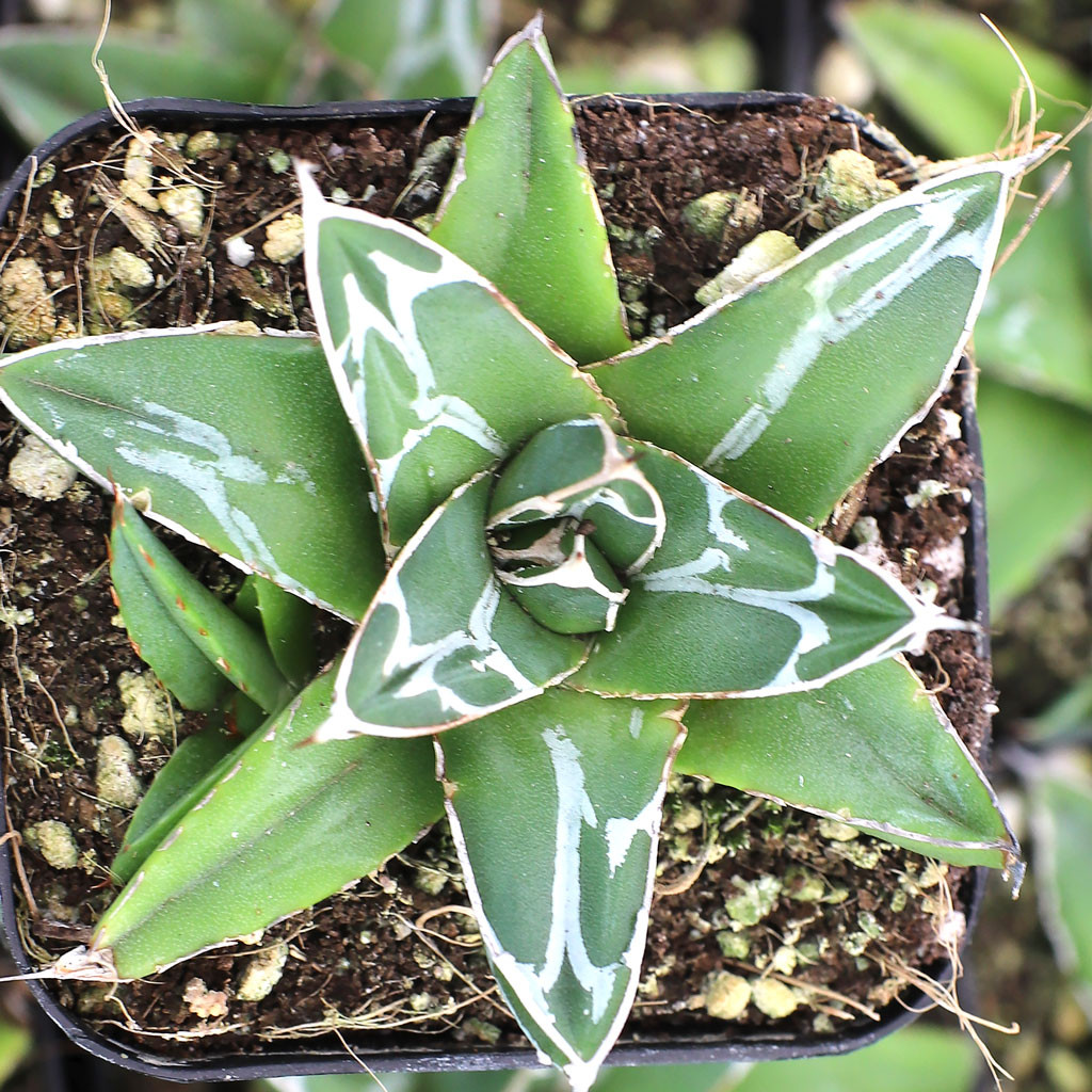Agave victoriae-reginae - Queen Victoria Agave [large] | MCG