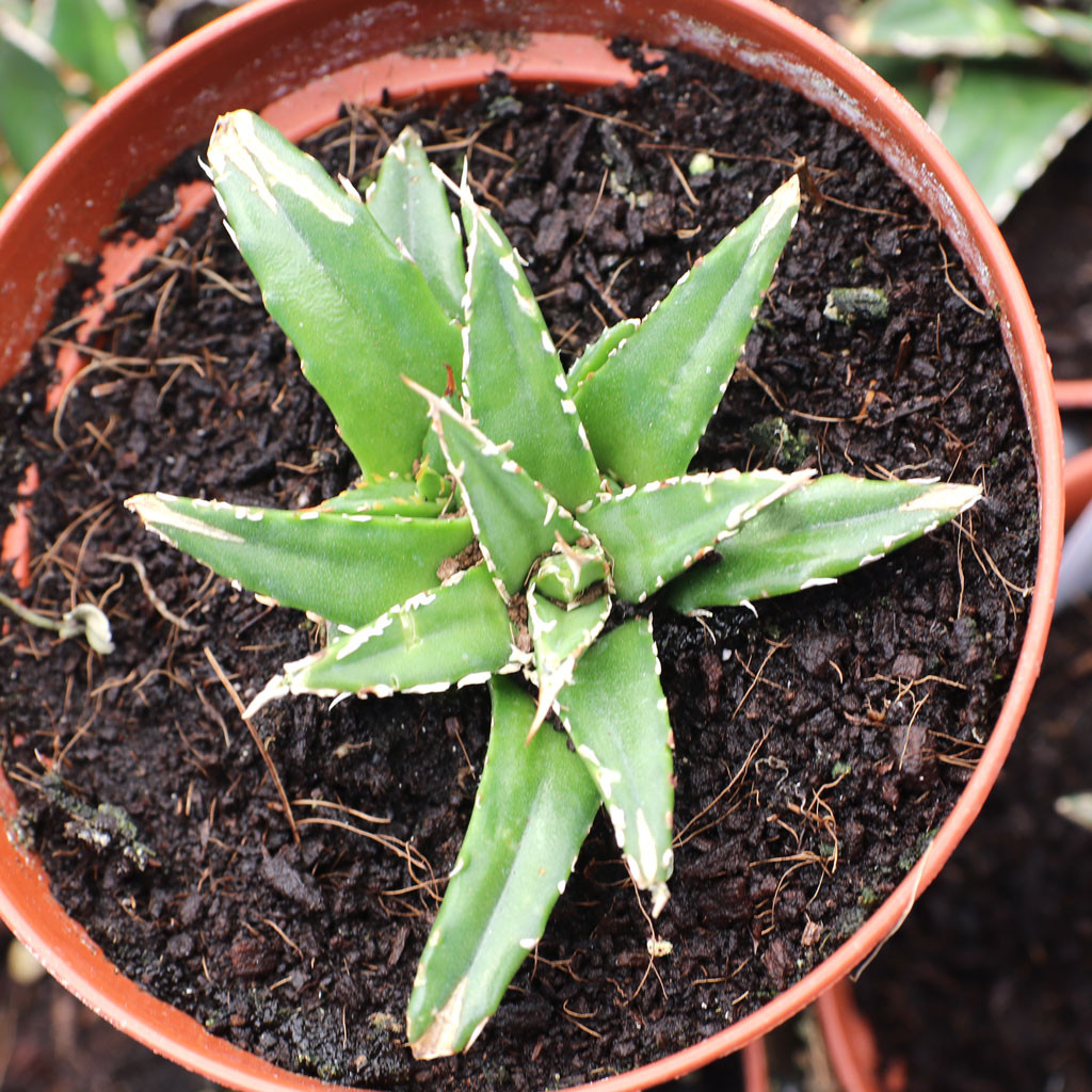 Agave victoriae-reginae - Queen Victoria Agave [large] | MCG™