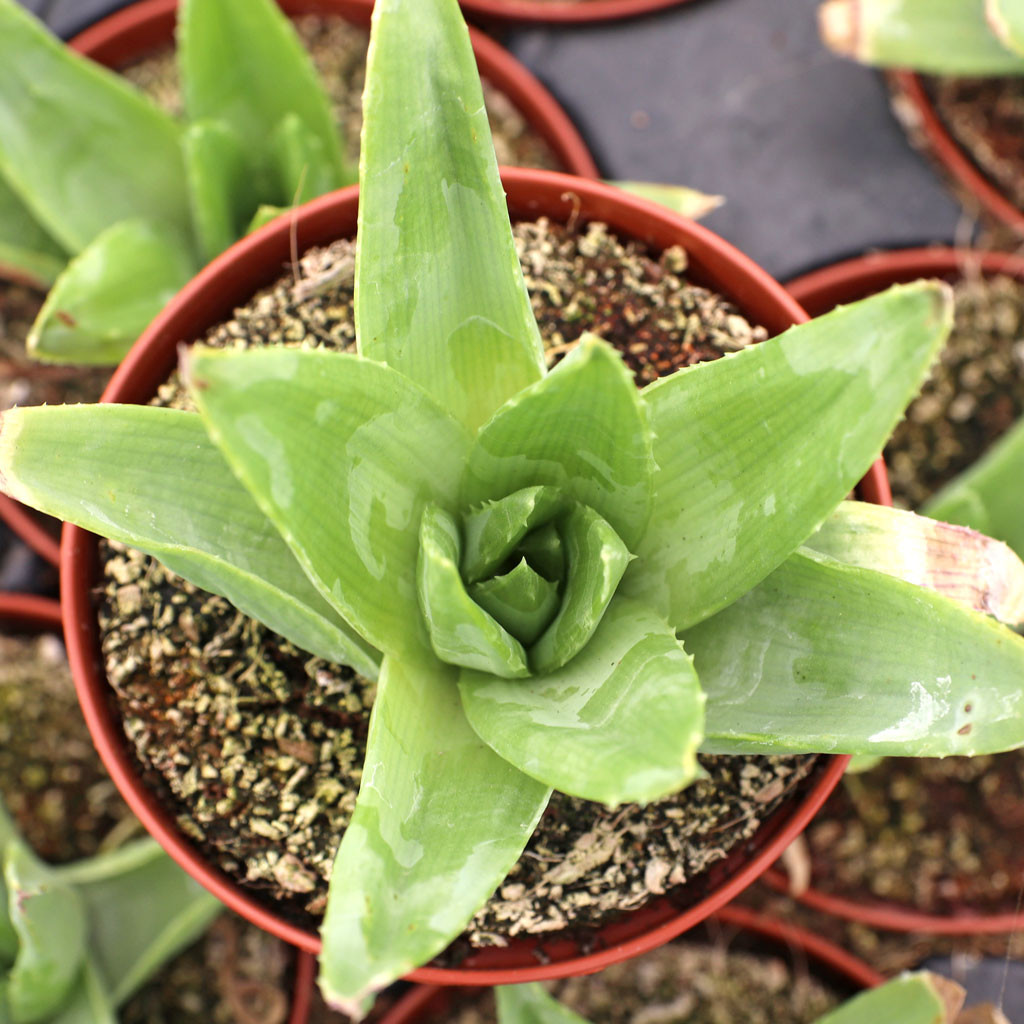 Aloe latifolia RSA (Transvaal) 極太 Aloe polyphylla - Spiral Aloe [large] [limited] - Mountain Crest