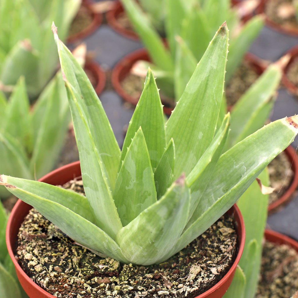 Aloe polyphylla - Spiral Aloe [large] [limited] - Mountain Crest
