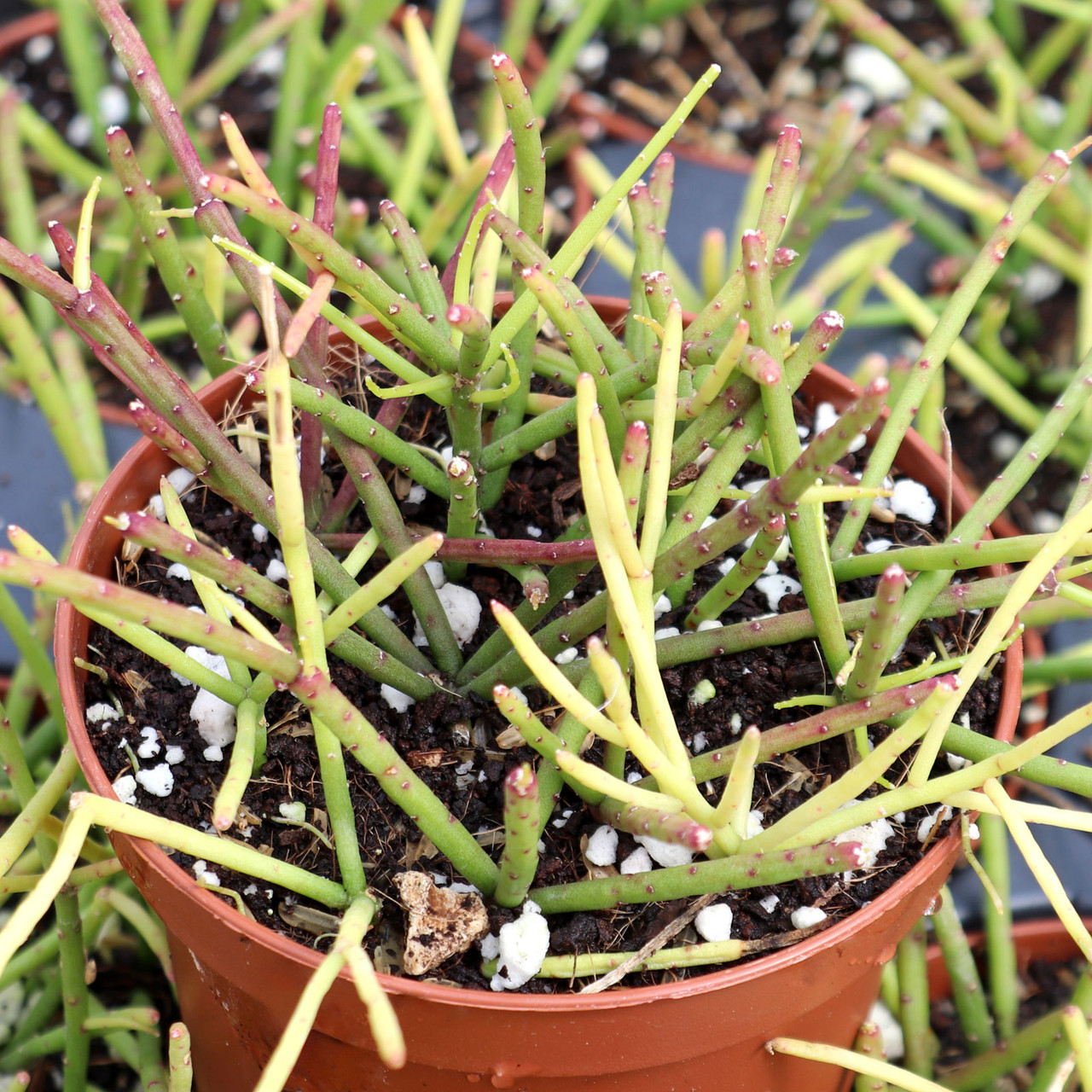 Rhipsalis teres f. heteroclada [large] - Mountain Crest Gardens