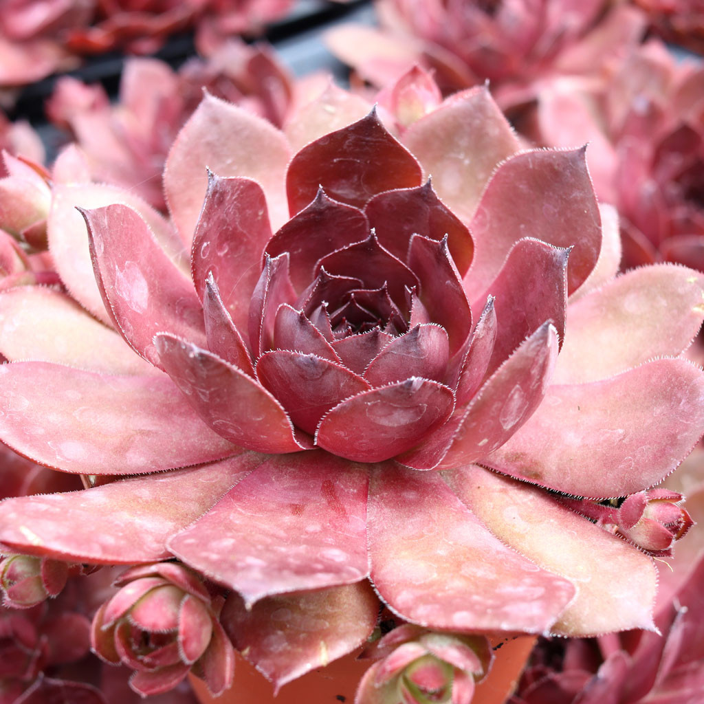 Sempervivum 'Red Zinger' [exclusive] - Mountain Crest Gardens