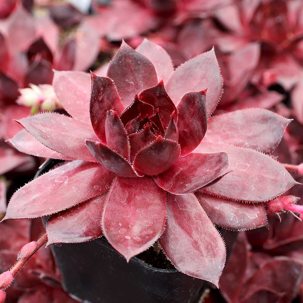 Sempervivum 'Red Zinger' [exclusive] - Mountain Crest Gardens
