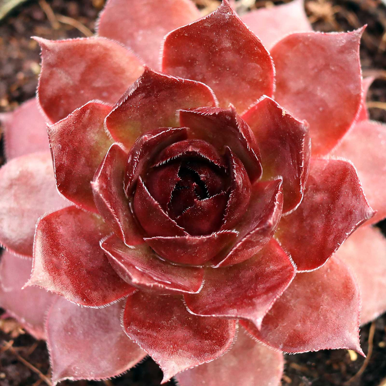 Sempervivum 'Red Zinger' [exclusive] - Mountain Crest Gardens