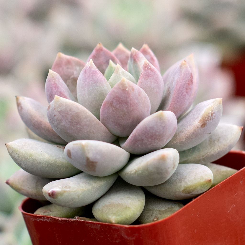 Sedeveria Lilac Mist Limited Mountain Crest Gardens