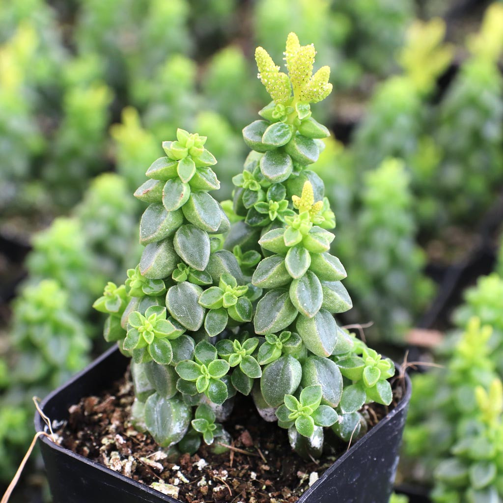 flat leaf parsley plants Parsley-Large Flat Leaf main image 1