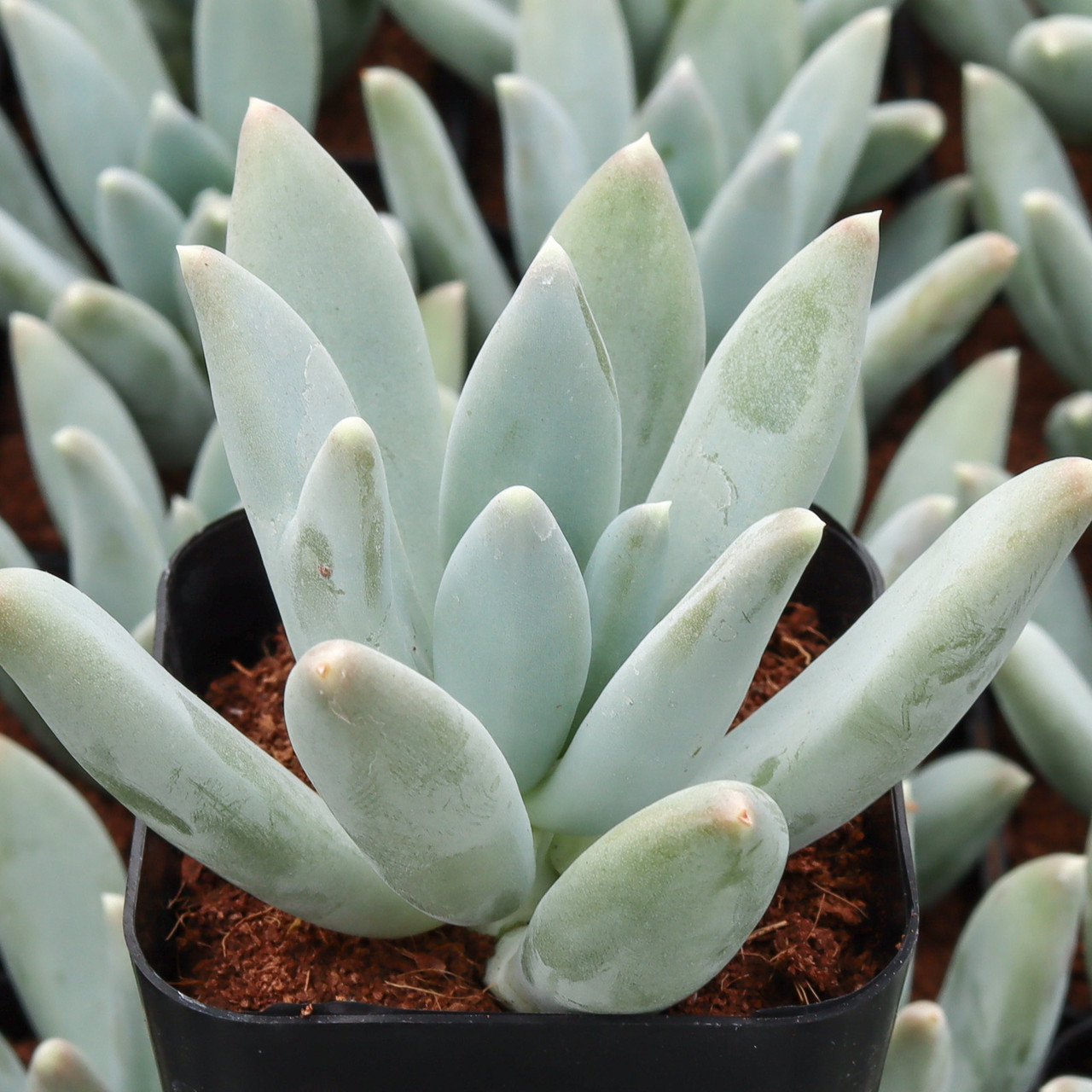 sansevieria deko JobPflanze Starke Sansevieria