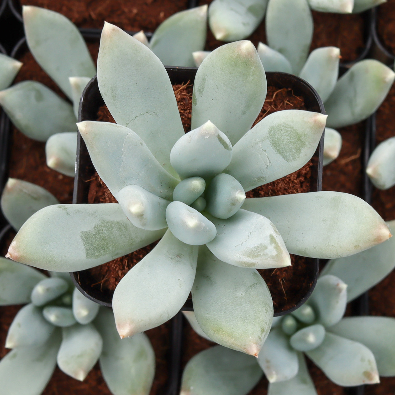Pachyphytum 'Moon Silver'