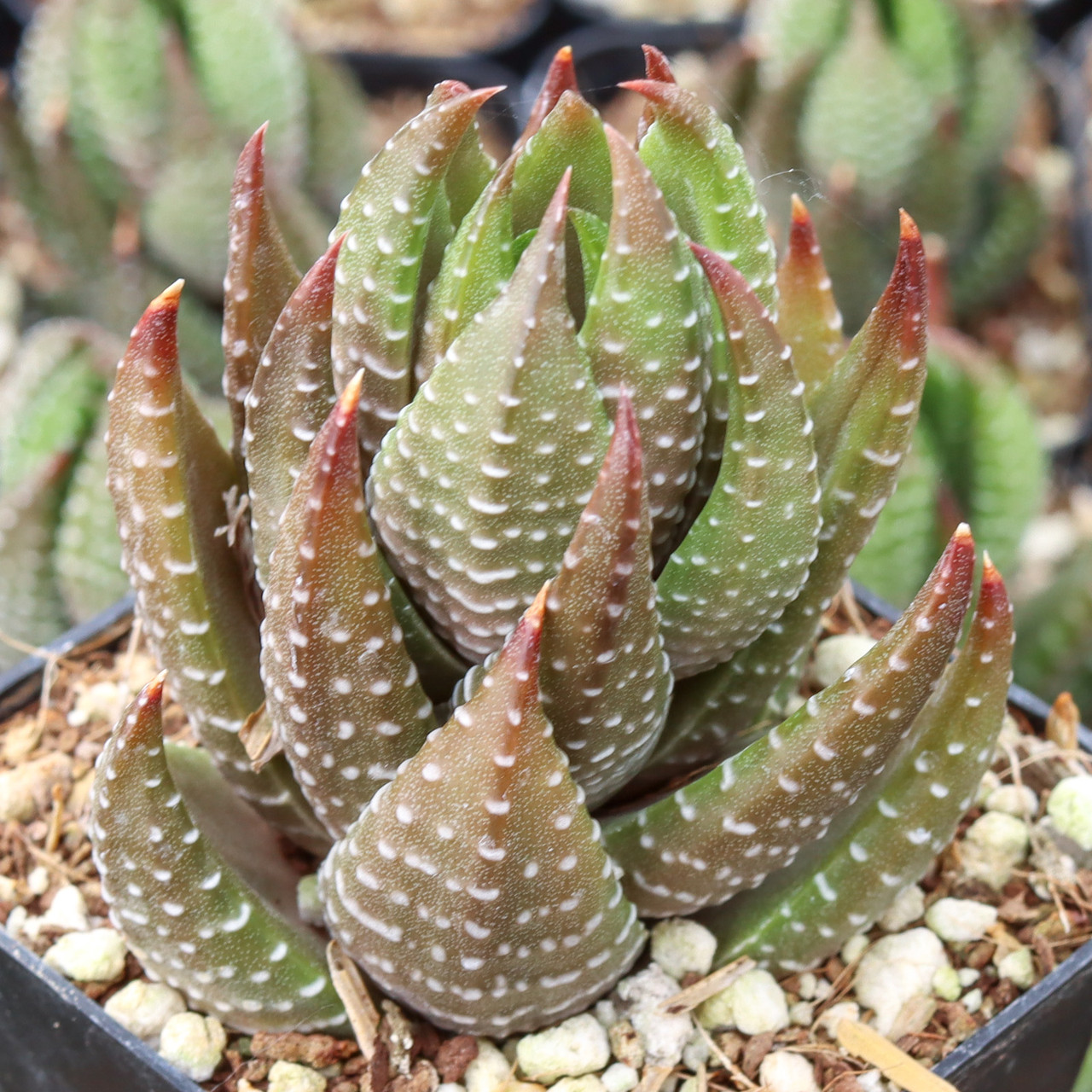 Haworthia coarctata - Mountain Crest Gardens