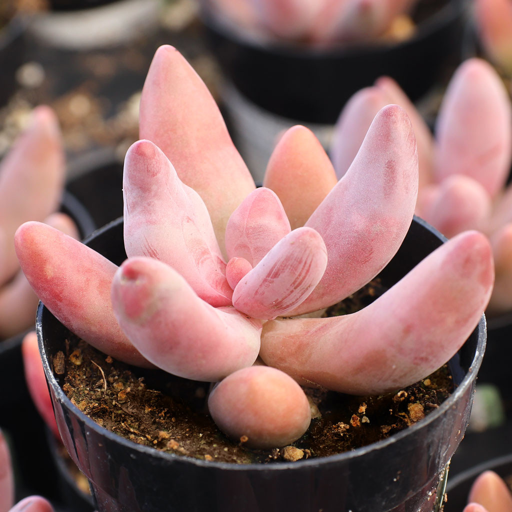 Pachysedum 'Ganzhou' - Mountain Crest Gardens