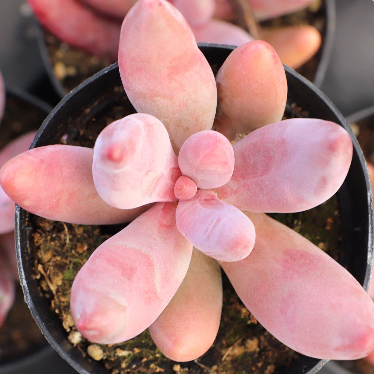 Pachysedum 'Ganzhou' - Mountain Crest Gardens