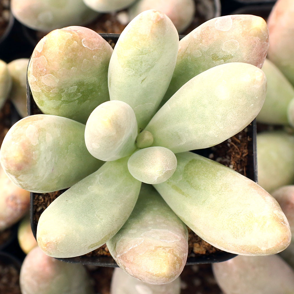 Pachysedum 'Ganzhou' - Mountain Crest Gardens