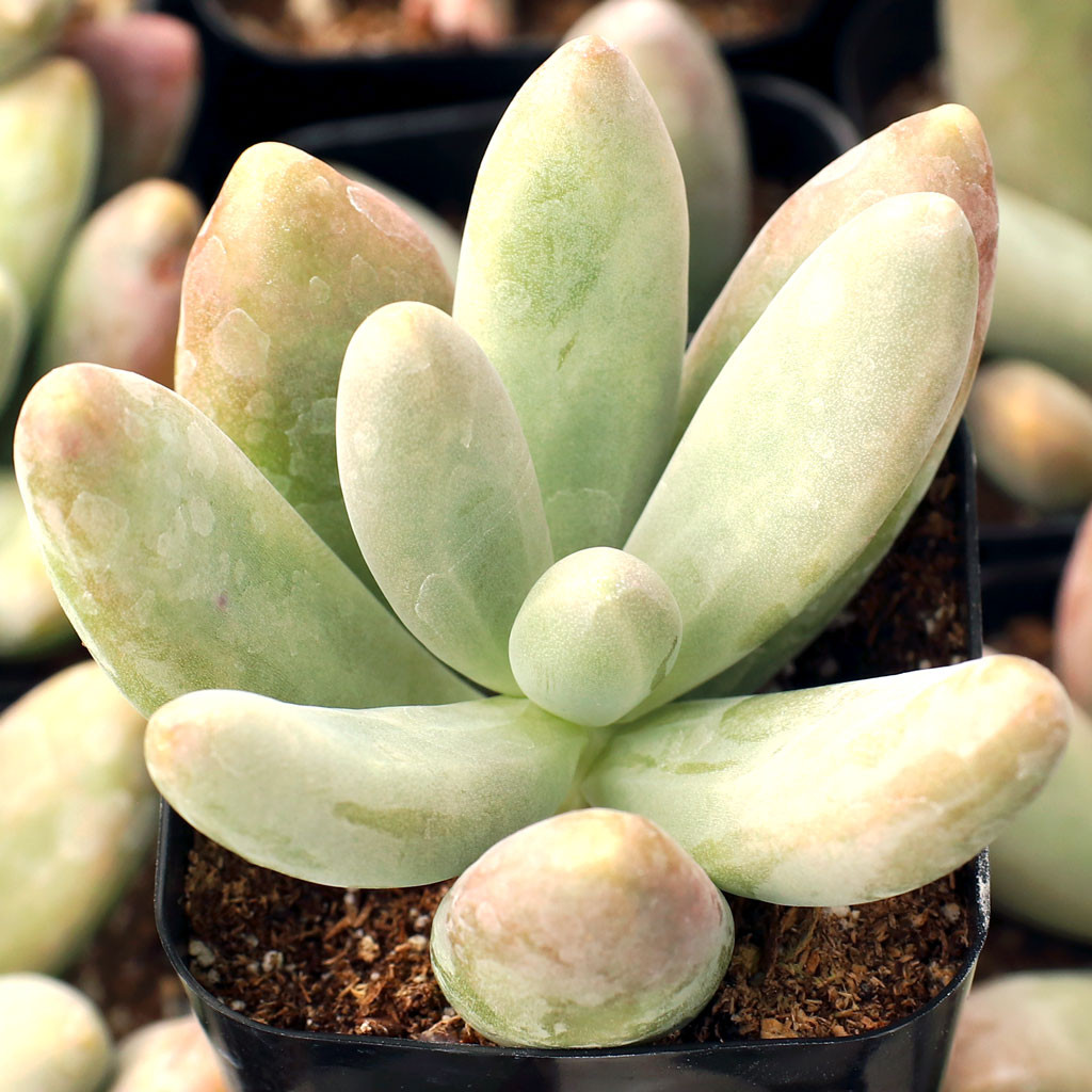 Pachysedum 'Ganzhou' - Mountain Crest Gardens