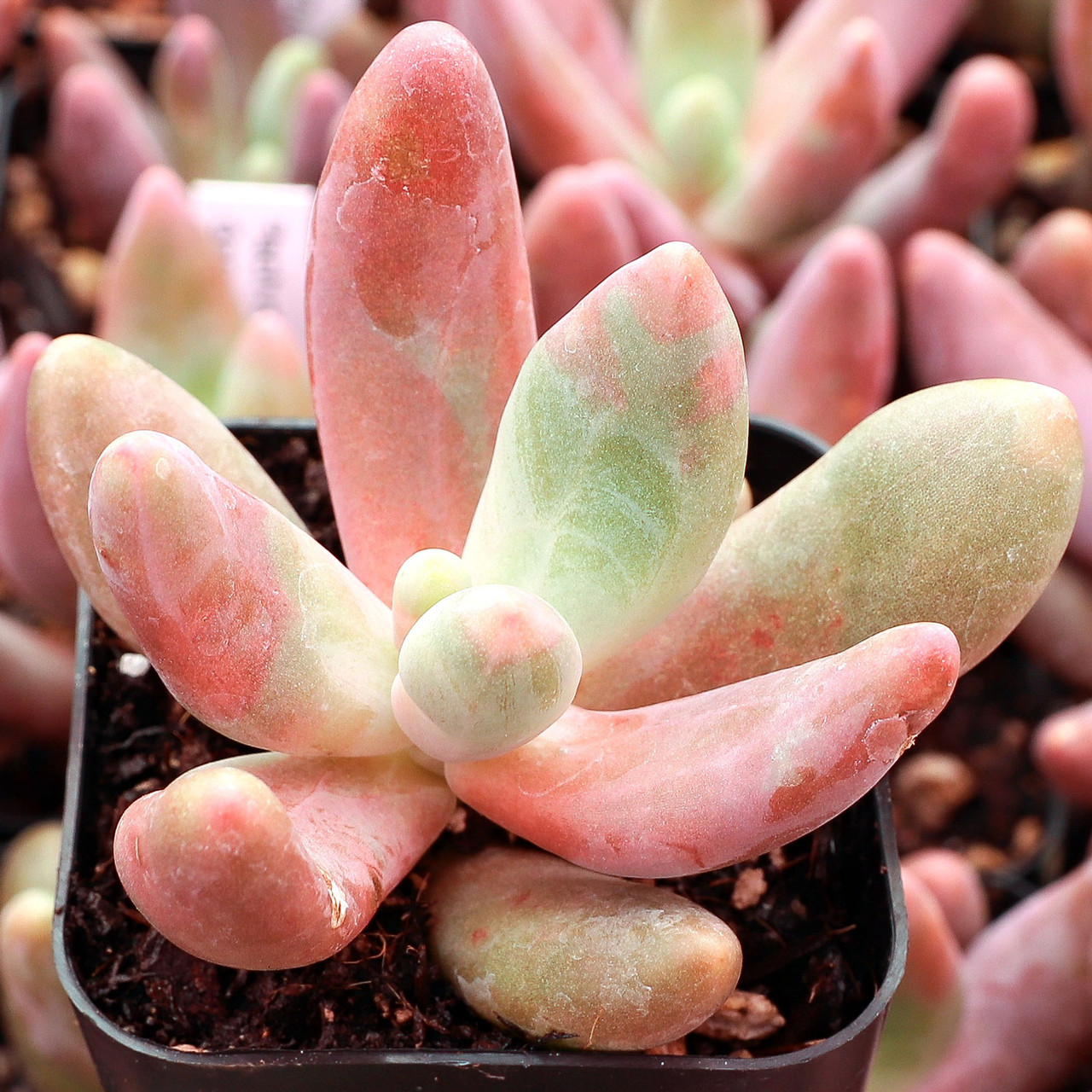 Pachysedum 'Ganzhou' - Mountain Crest Gardens
