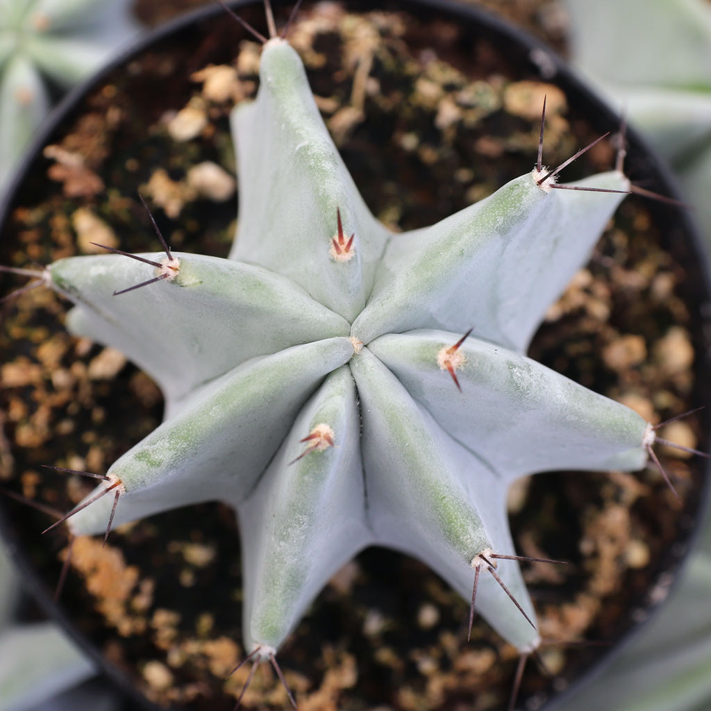 Stenocereus pruinosus - Gray Ghost Organ Pipe [large] [bare root ...