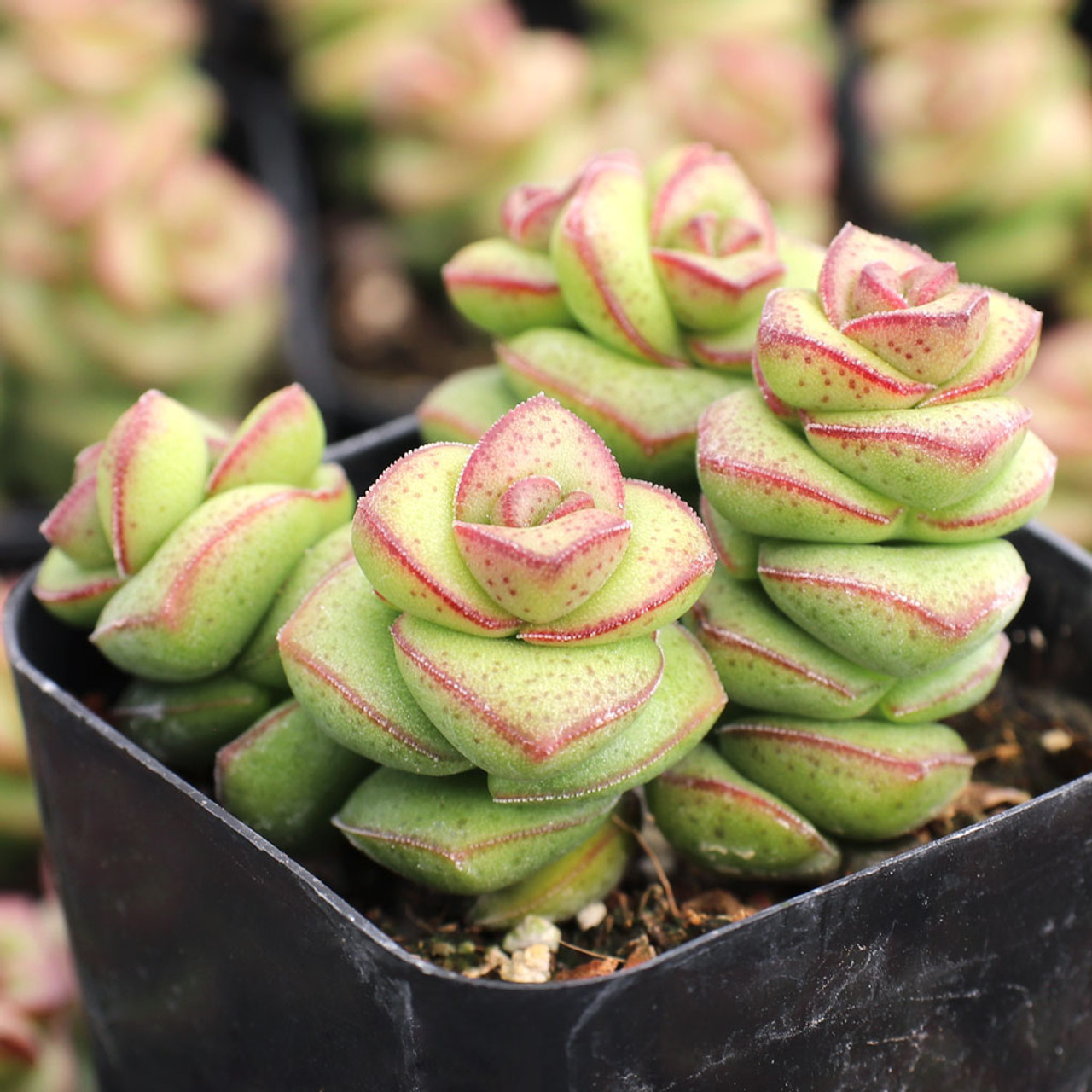 Crassula Baby's Necklace - 2.5 inch Succulent - Jungle Club