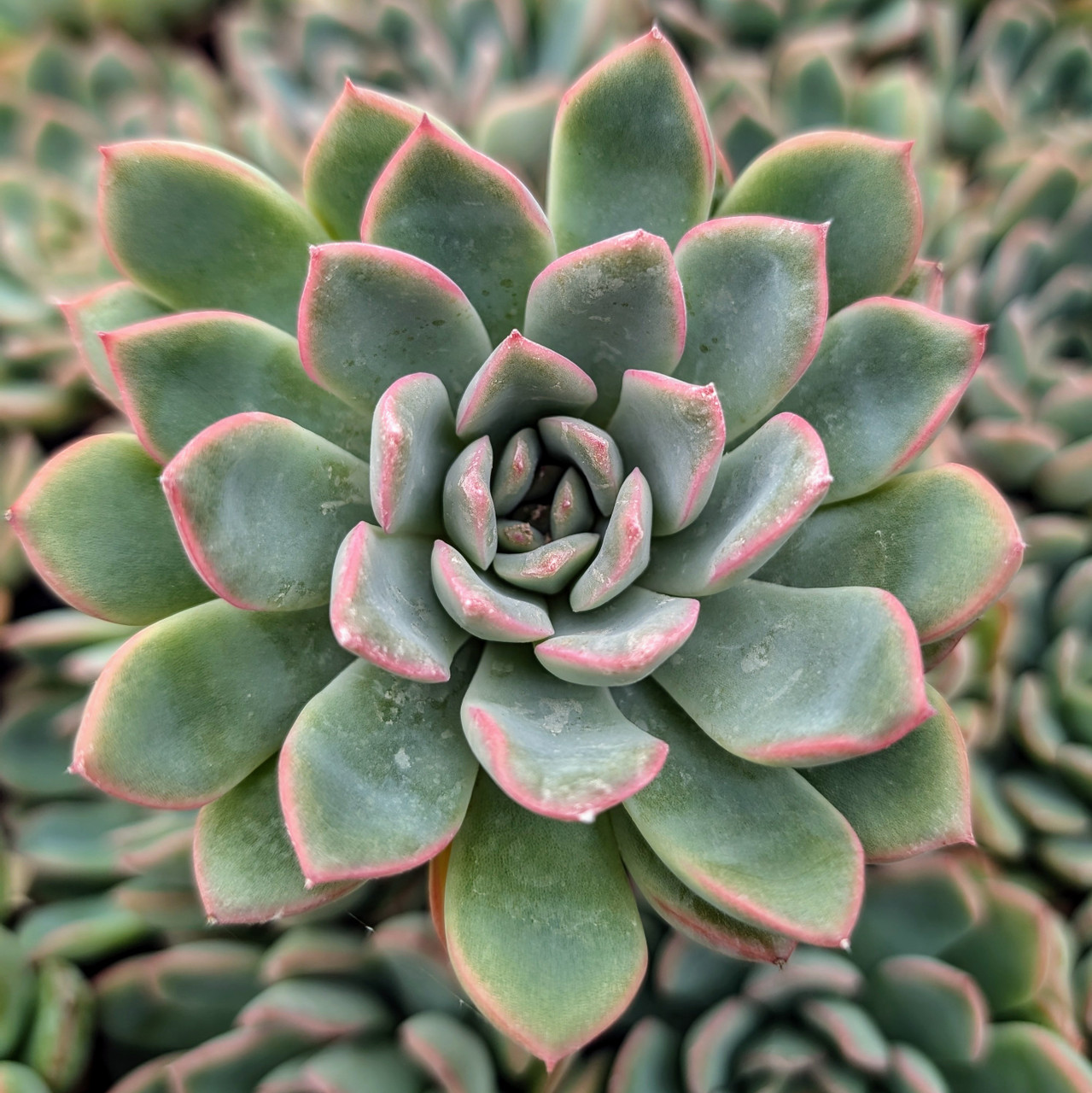 レッドウィング ラインマン2900 26.5 echeveria ovy Echeveria runyonii 'Pink Edge' - Mountain Crest Gardens