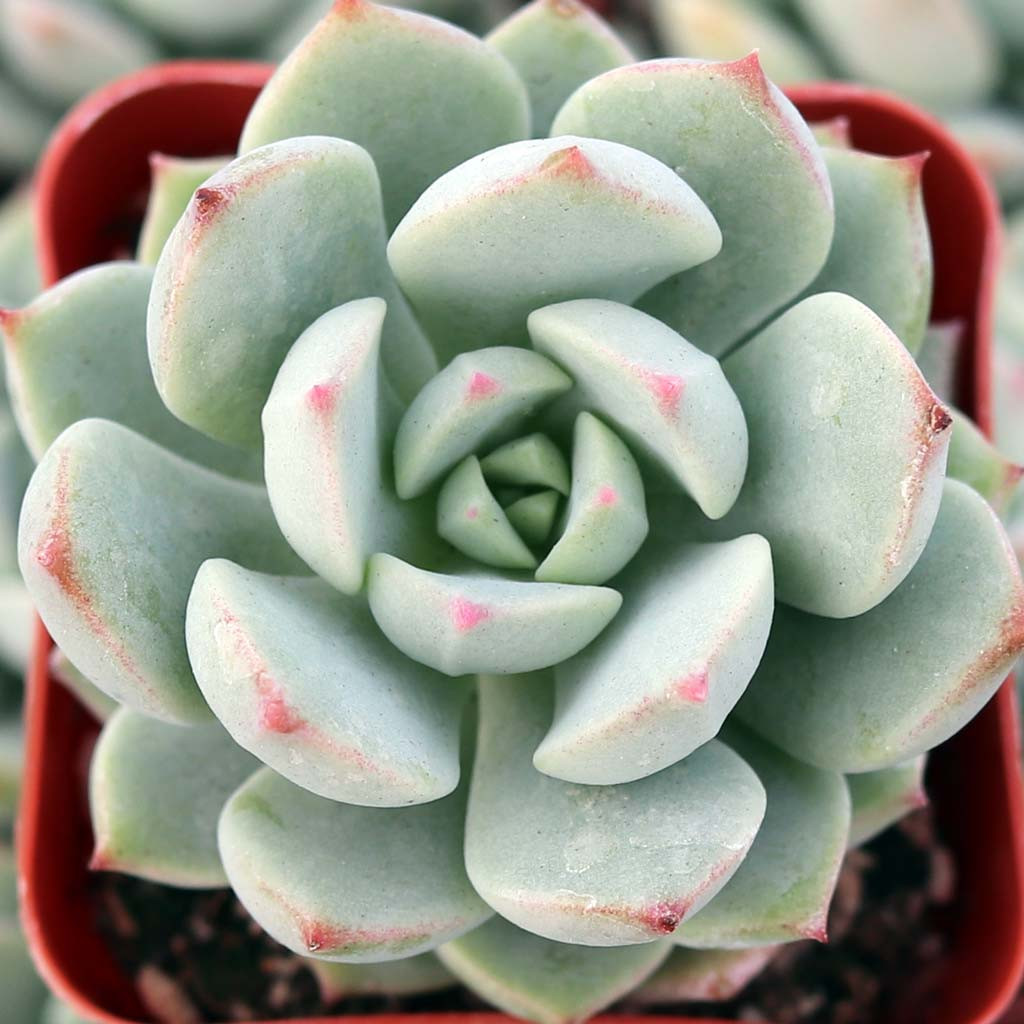 succulents and more Green Garden 2-Inch Succulents (9-Pack)