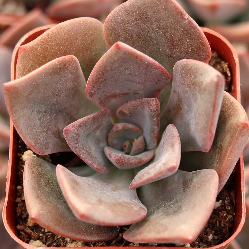 Echeveria 'Phyllis Collis' | Mountain Crest Gardens™