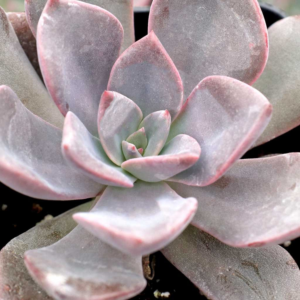 Echeveria 'Phyllis Collis' | Mountain Crest Gardens™