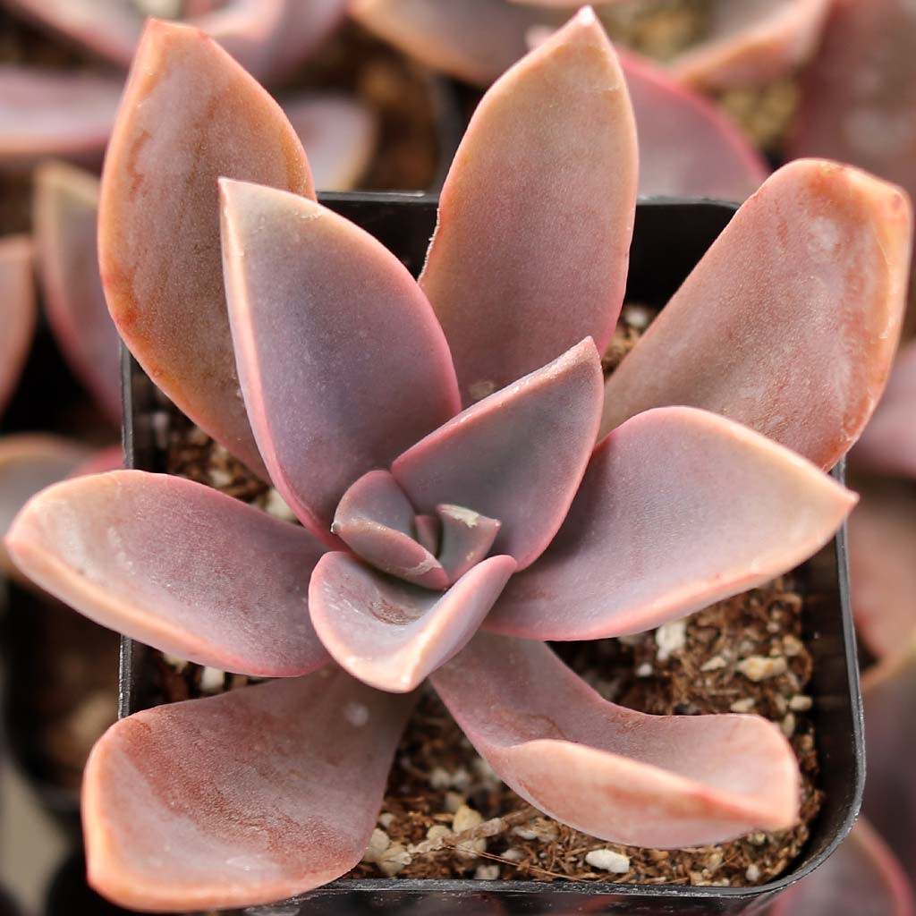 Echeveria 'Brown Sugar' [exclusive]