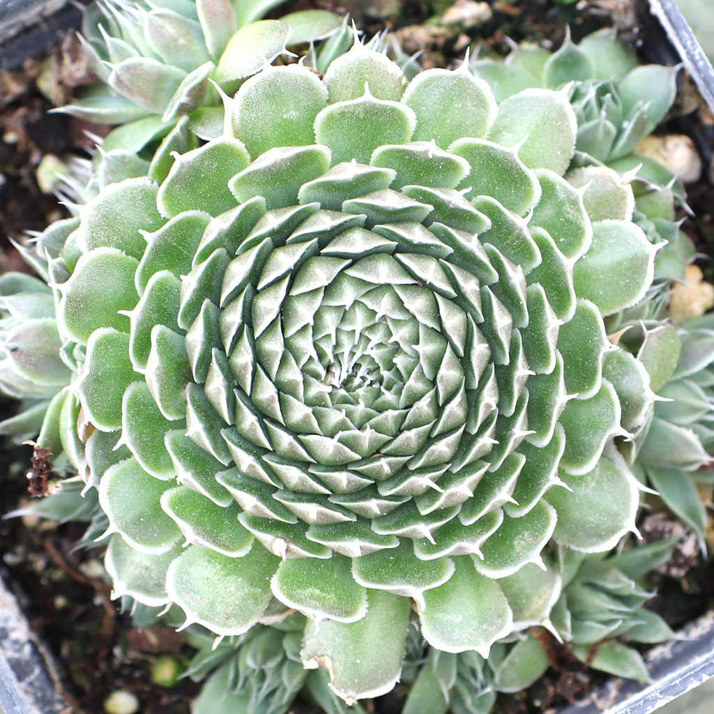 Orostachys spinosa - Mountain Crest Gardens