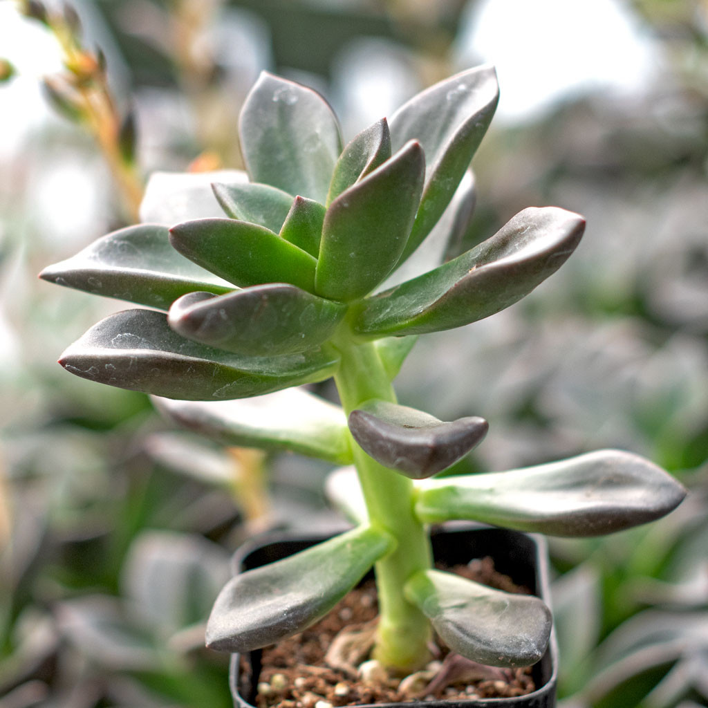 Echeveria 'Licorice' Mountain Crest Gardens