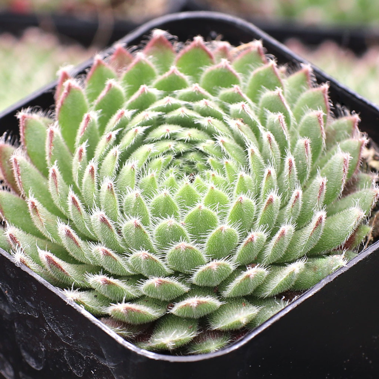 Sempervivum 'Allison' - Mountain Crest Gardens