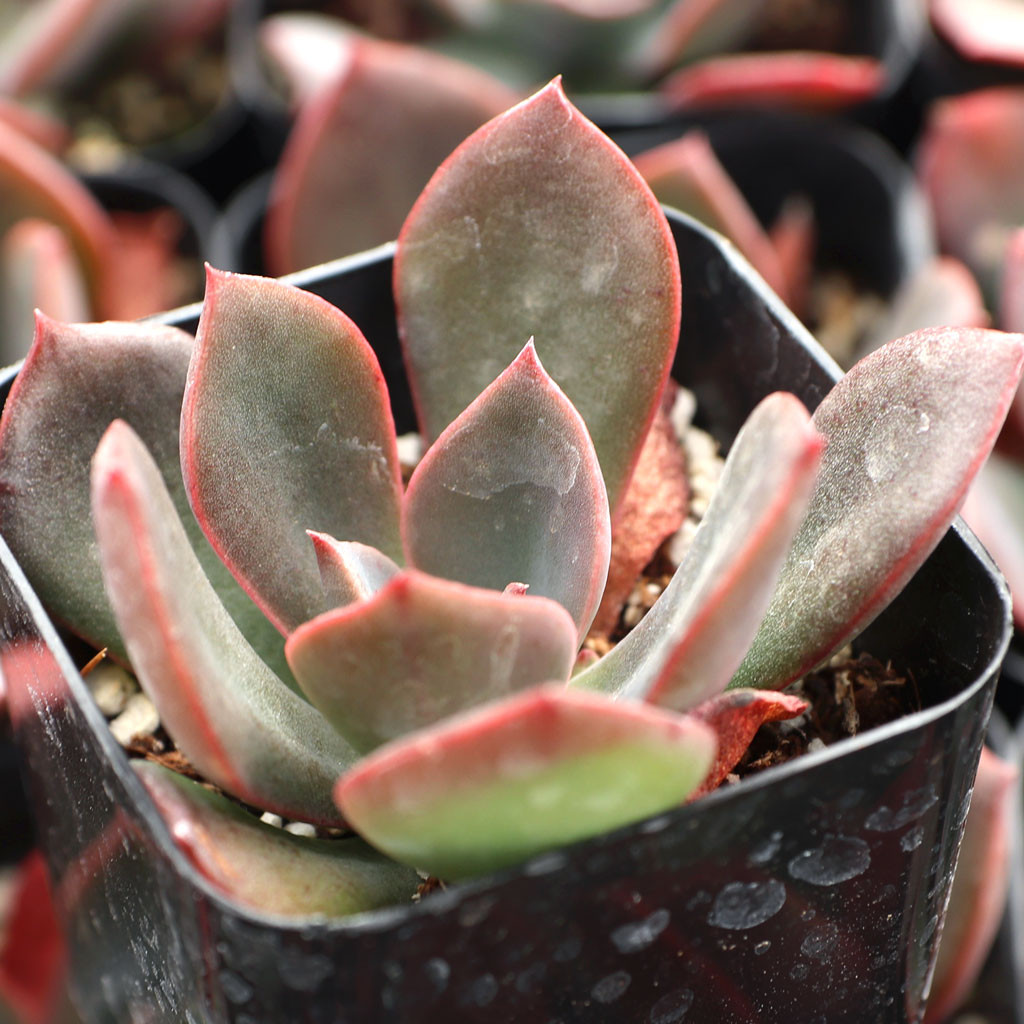 Echeveria 'Hanaikada' - Mountain Crest Gardens